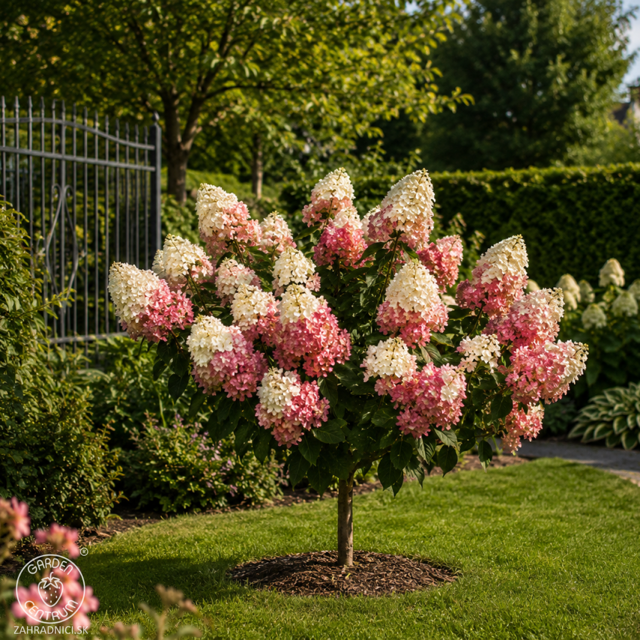 Obrázok Hortenzia metlinatá (Hydrangea paniculata) ´RED VELVET®´ by LIVING CREATIONS® - výška 70-80 cm, kont. C3L - NA KMIENKU